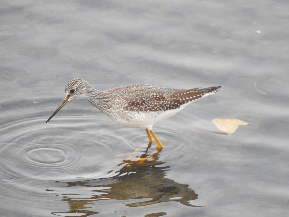 Greater Yellowlegs - Jacques Bélanger