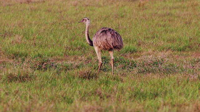 Greater Rhea - ML269810401