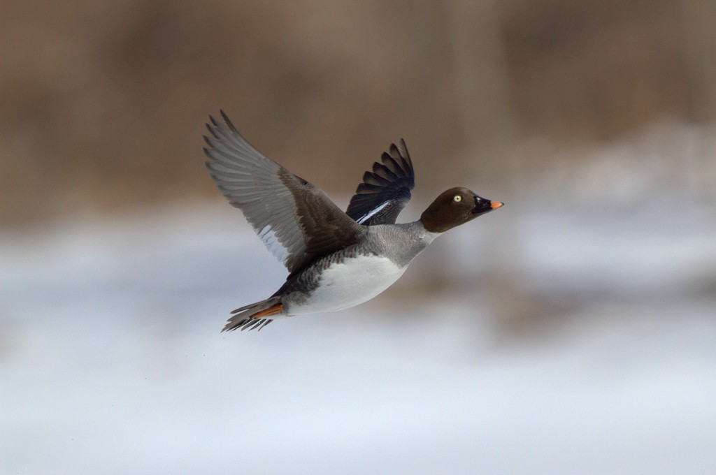 Common Goldeneye - ML26981201