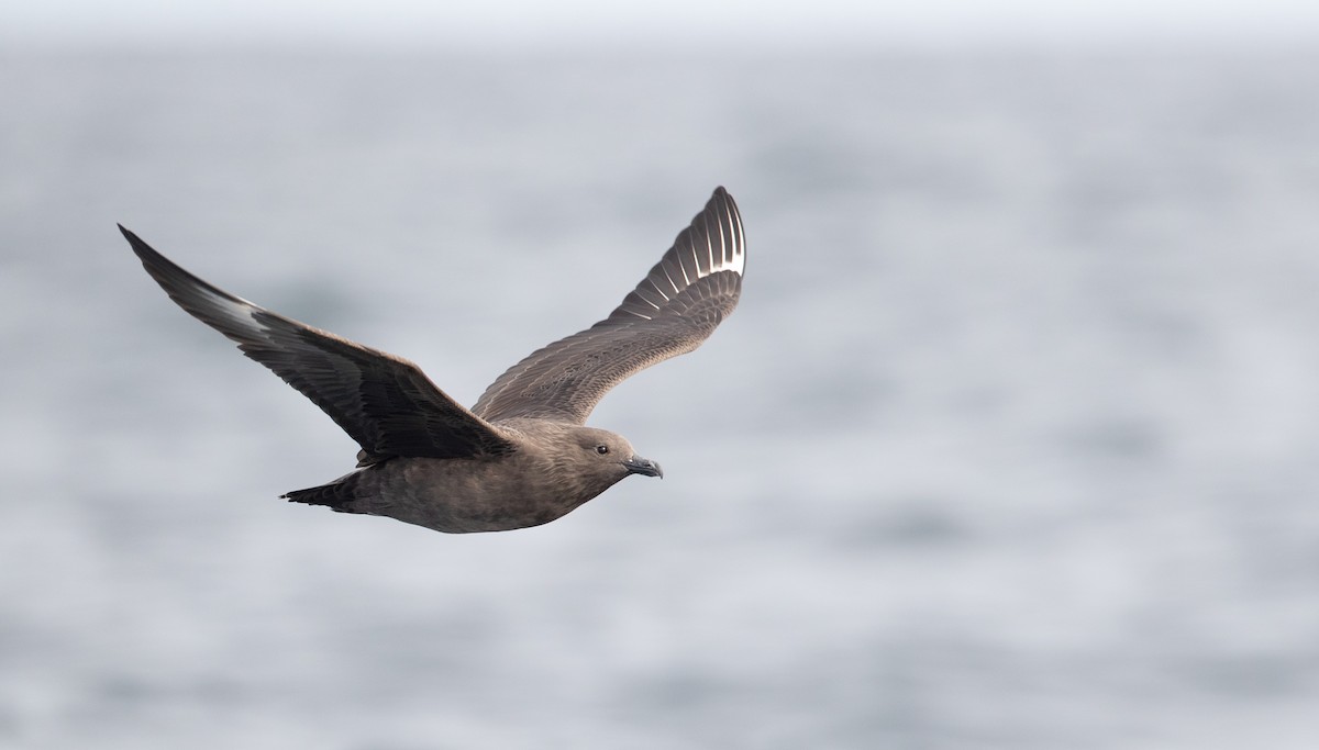 South Polar Skua - ML269814411