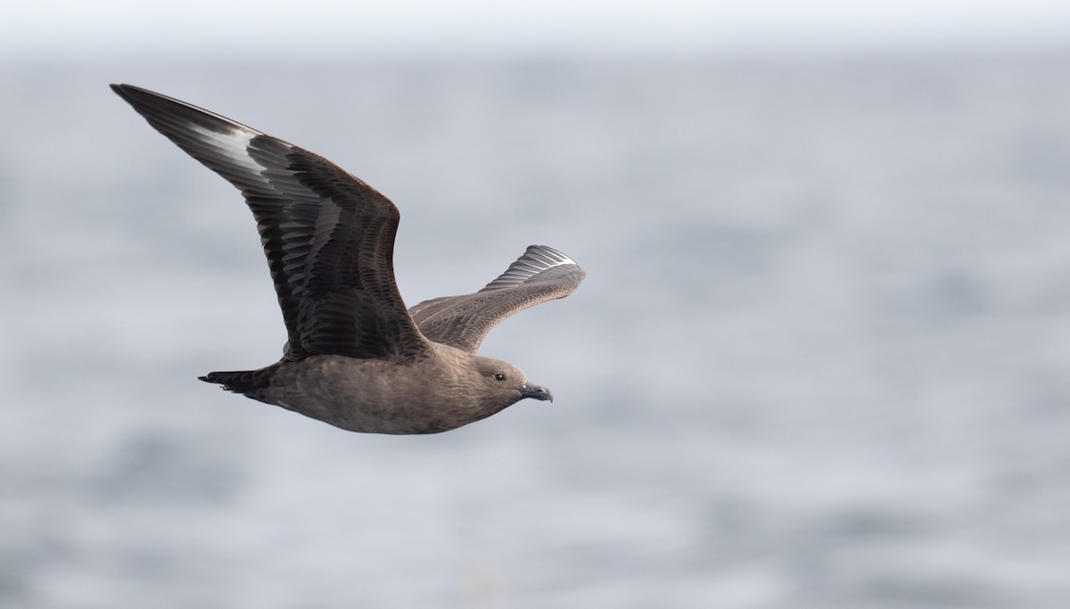 South Polar Skua - ML269814471