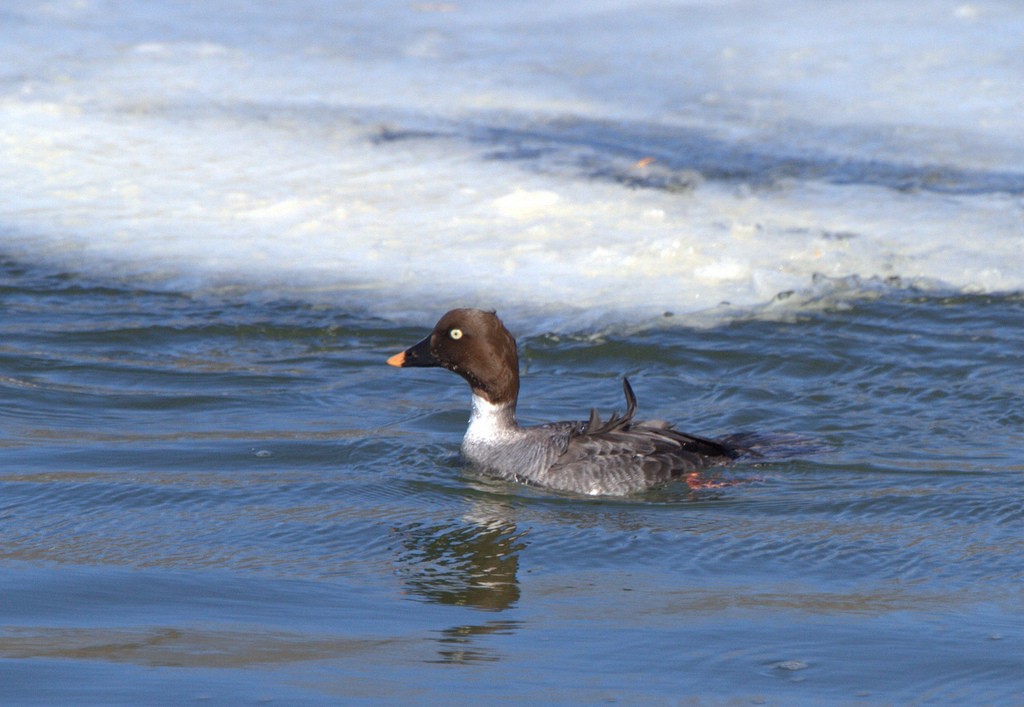 Common Goldeneye - ML26981551