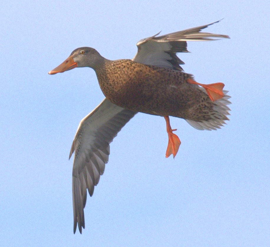 Northern Shoveler - ML269816441