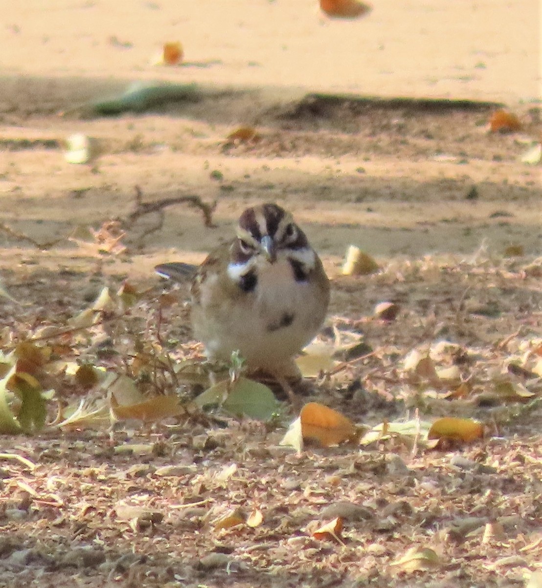 Lark Sparrow - ML269818531