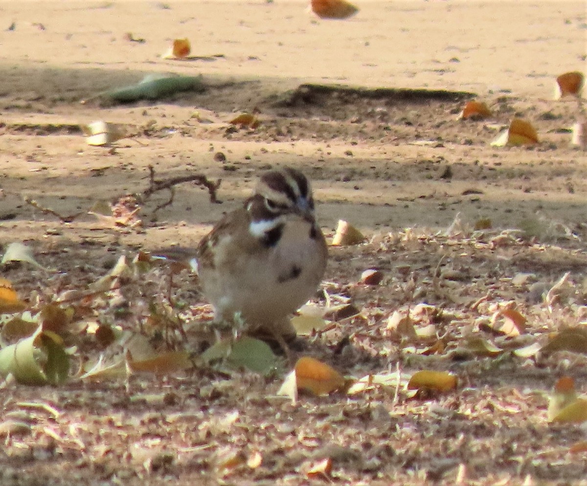 Lark Sparrow - ML269818551
