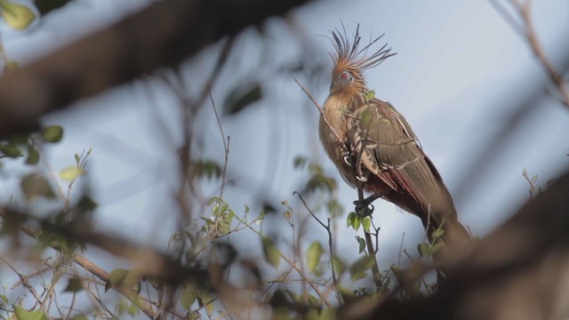 Hoatzin - ML269819021