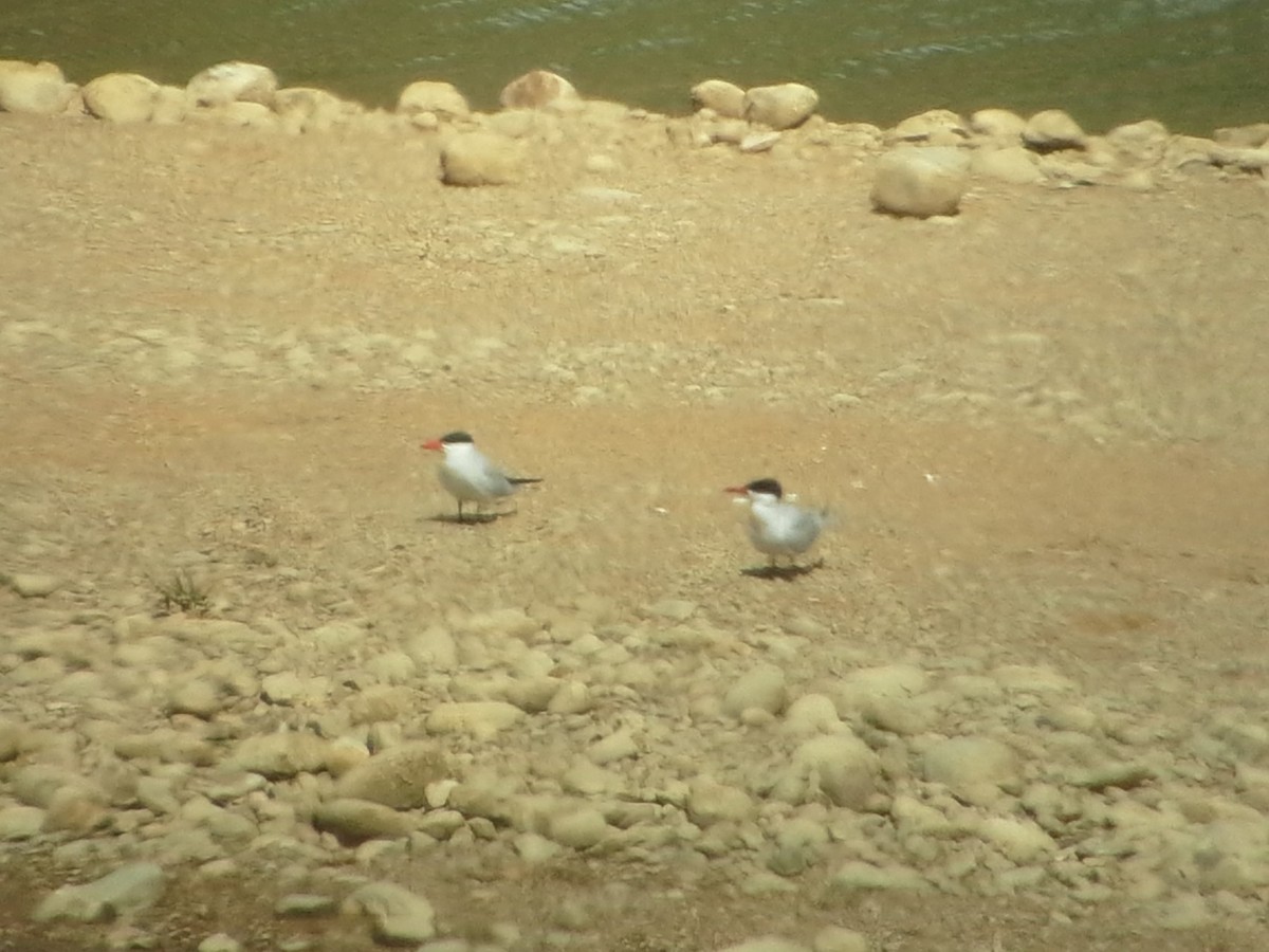 Caspian Tern - ML26981931