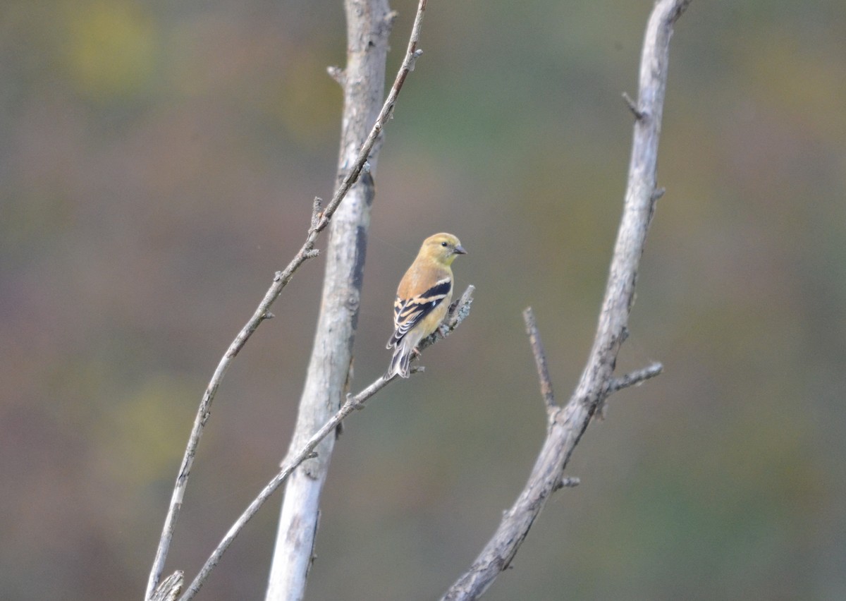 American Goldfinch - ML269819411