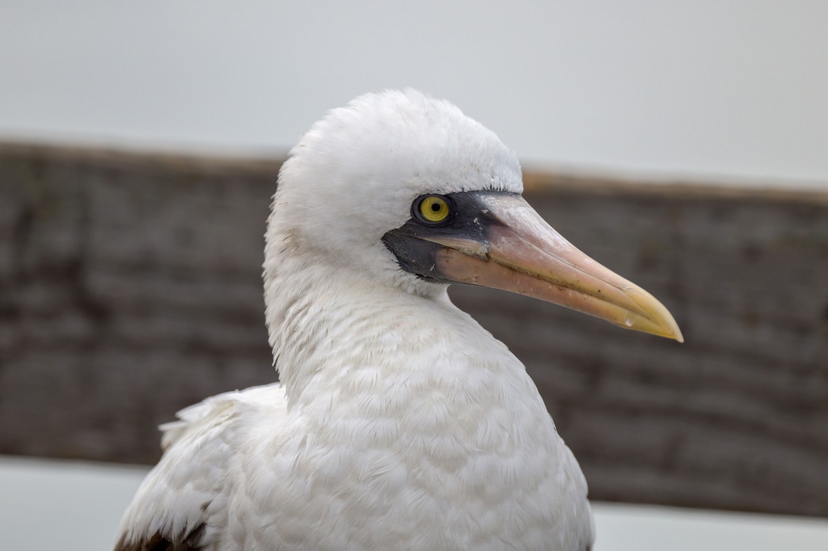 Nazca Booby - ML269820021