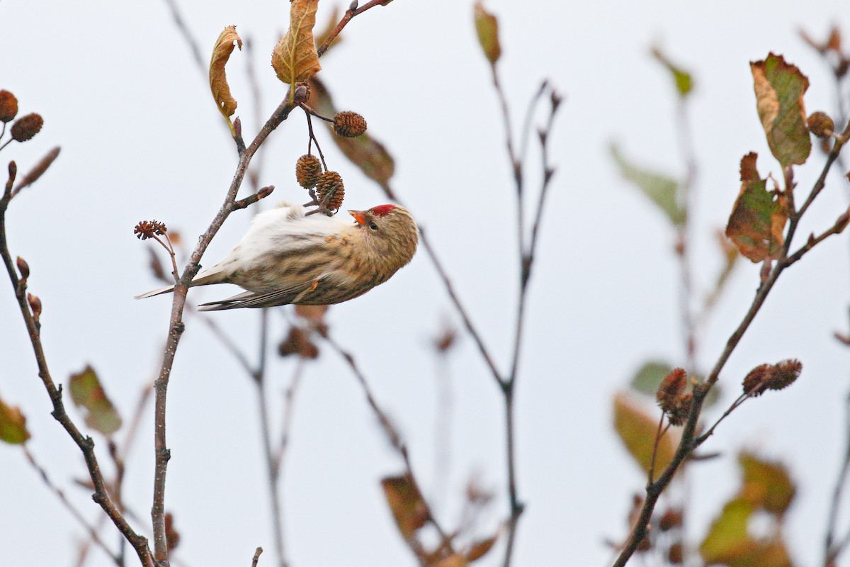 Common Redpoll - ML269820511