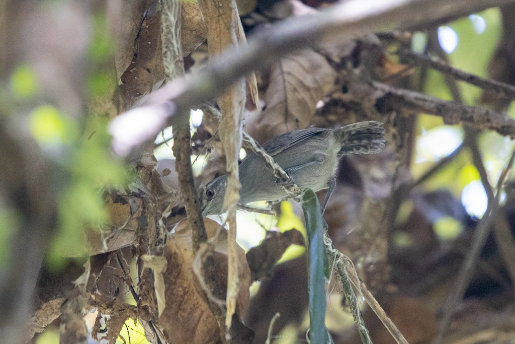 Gray Wren - ML269820761