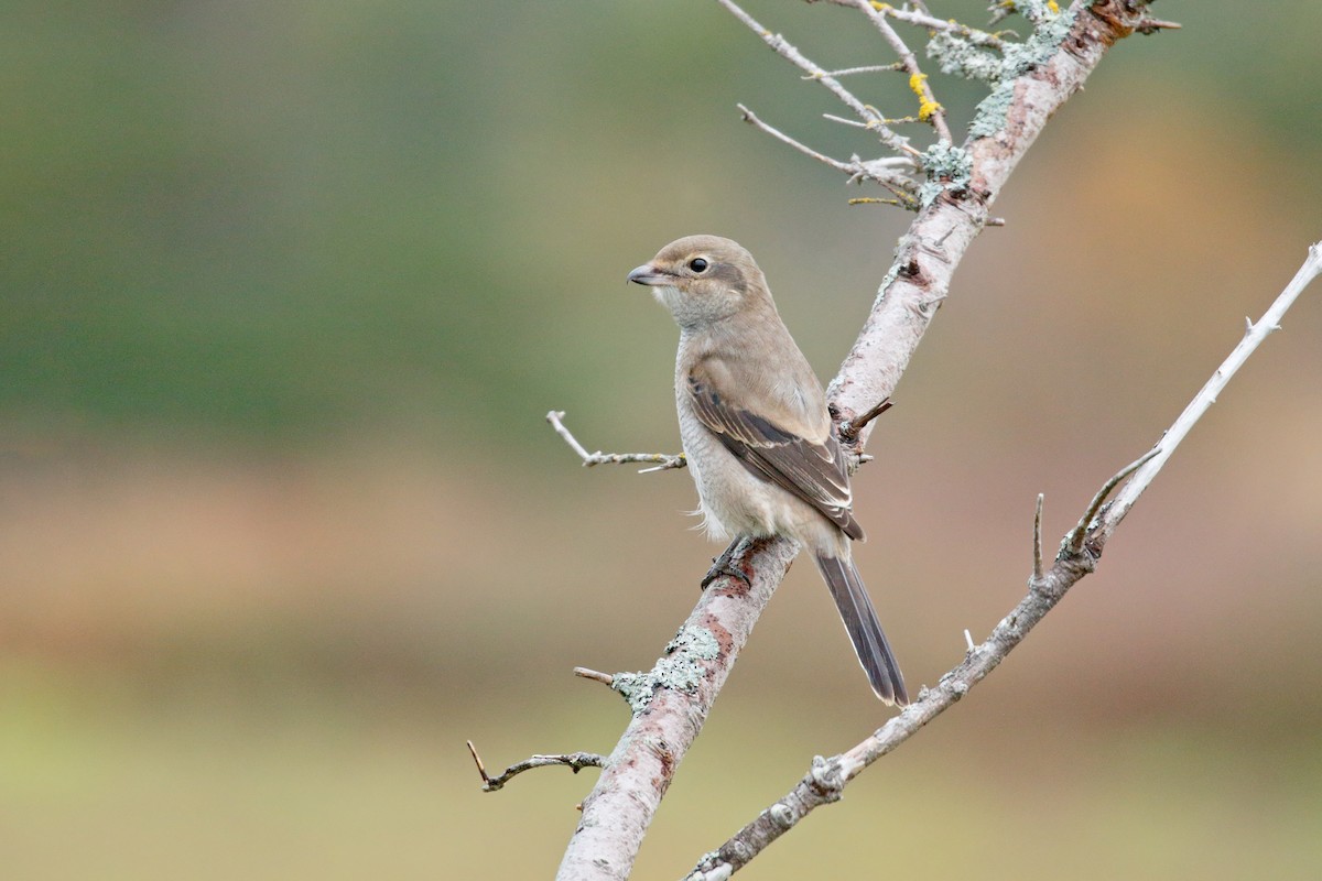 Alcaudón Boreal - ML269820871