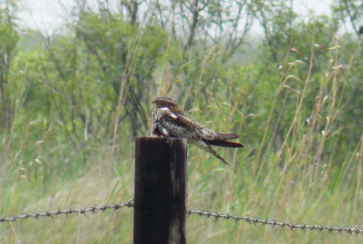 Common Nighthawk - ML26982121