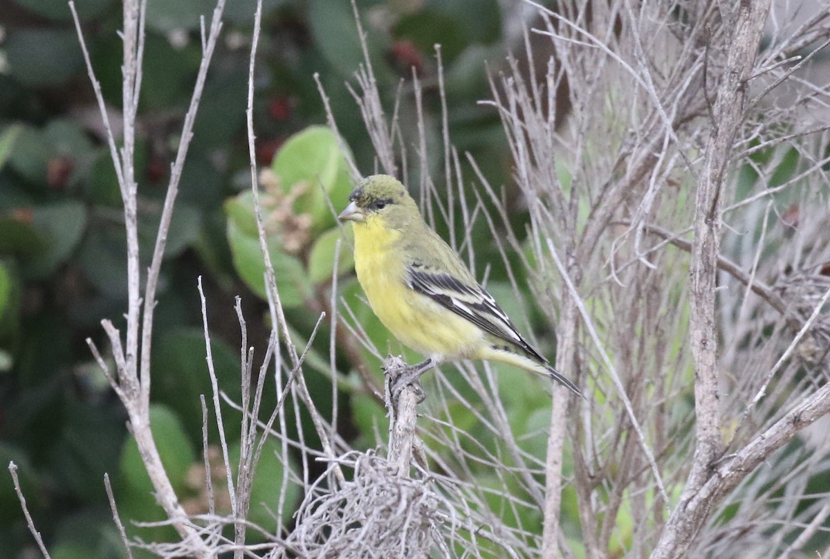 Lesser Goldfinch - ML269822411