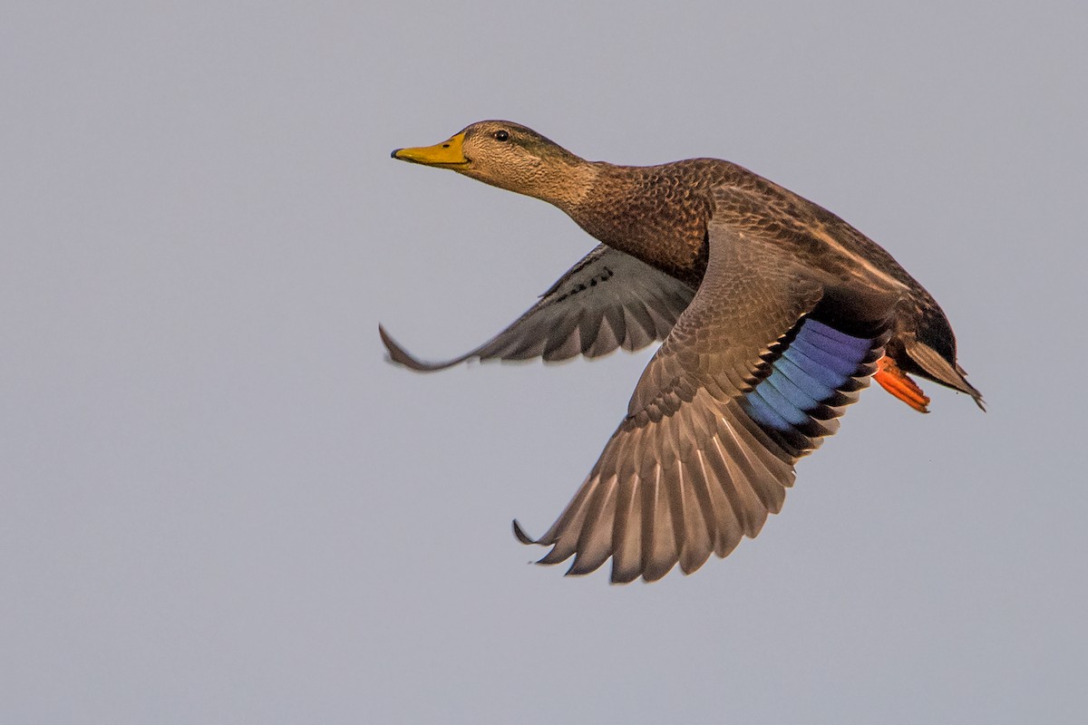 Mallard x American Black Duck (hybrid) - Sue Barth