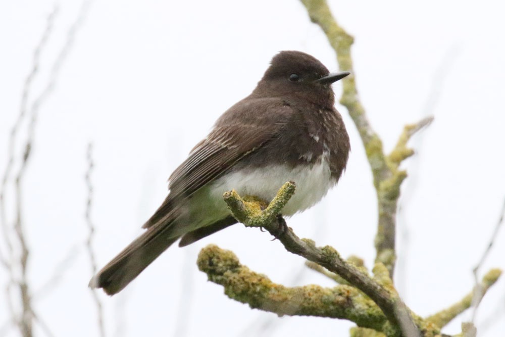 Black Phoebe - Susan Mullaney