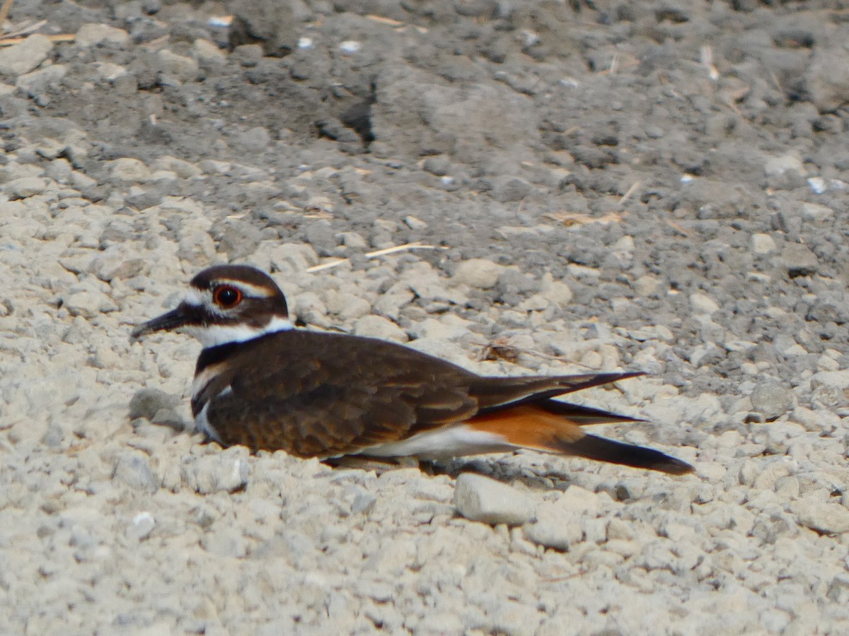 Killdeer - Henry Koertzen