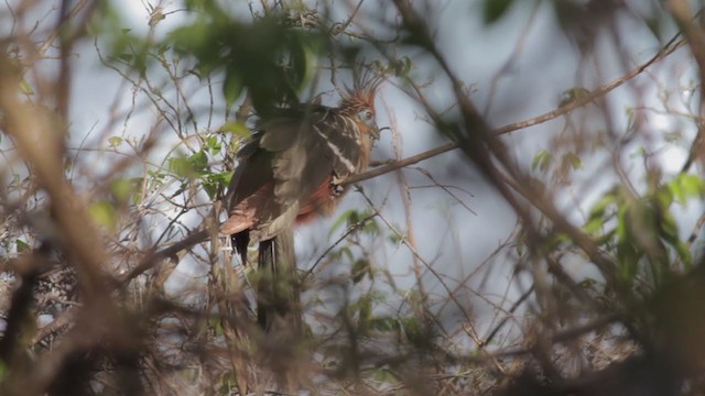 Hoatzin - ML269826481