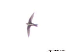 White-throated Swift - ML269826591