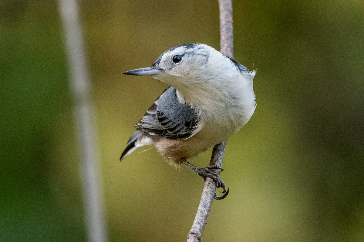 White-breasted Nuthatch (Eastern) - ML269826741