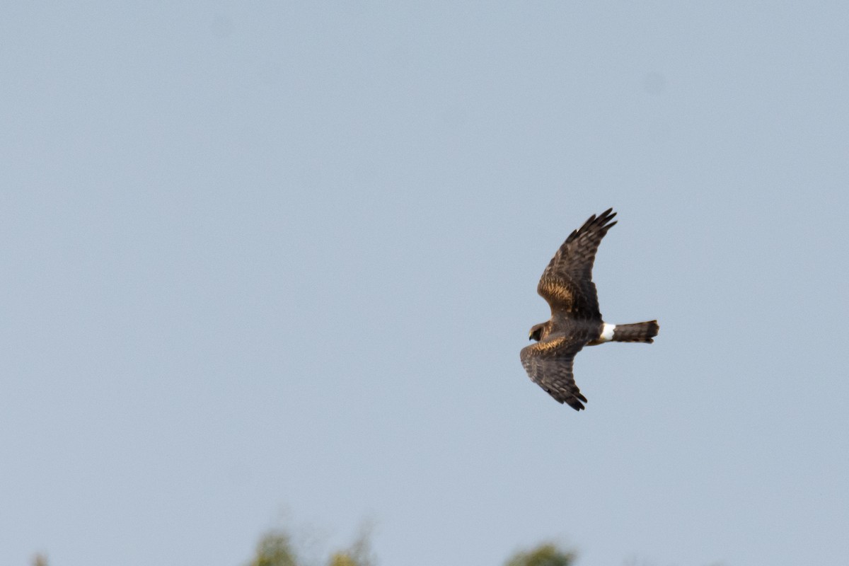Northern Harrier - Andre Savary