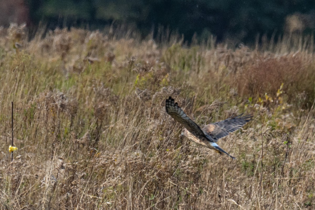 Northern Harrier - ML269827921