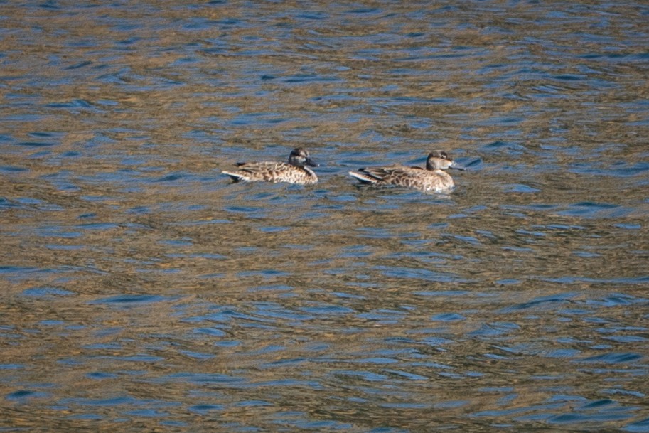 Blue-winged Teal - Gary Witt