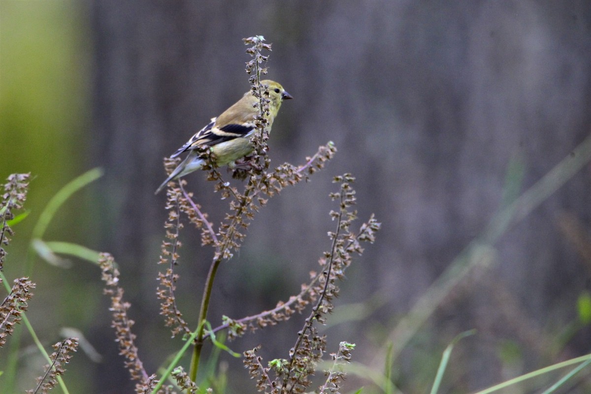 American Goldfinch - Vickie Baily