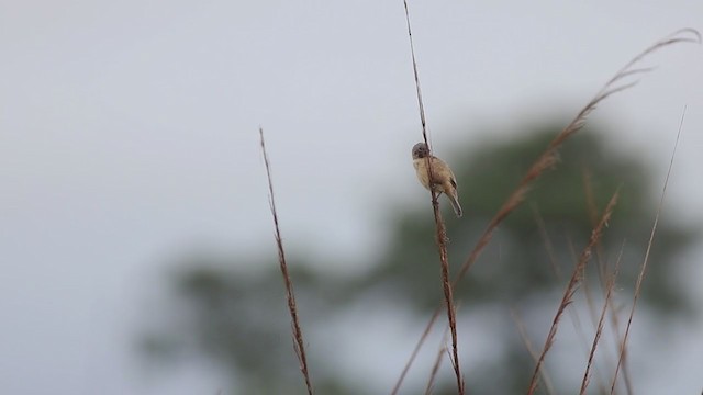 Ibera Seedeater - ML269834721