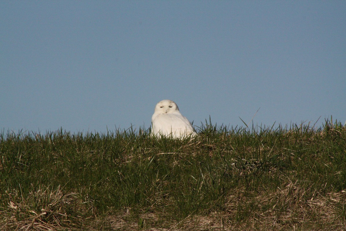 Snowy Owl - ML26983711