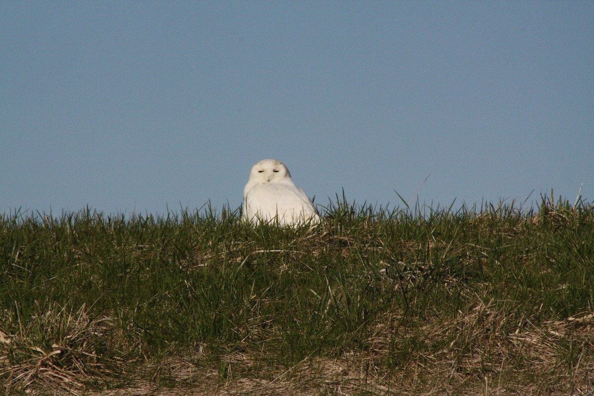 Snowy Owl - ML26983721