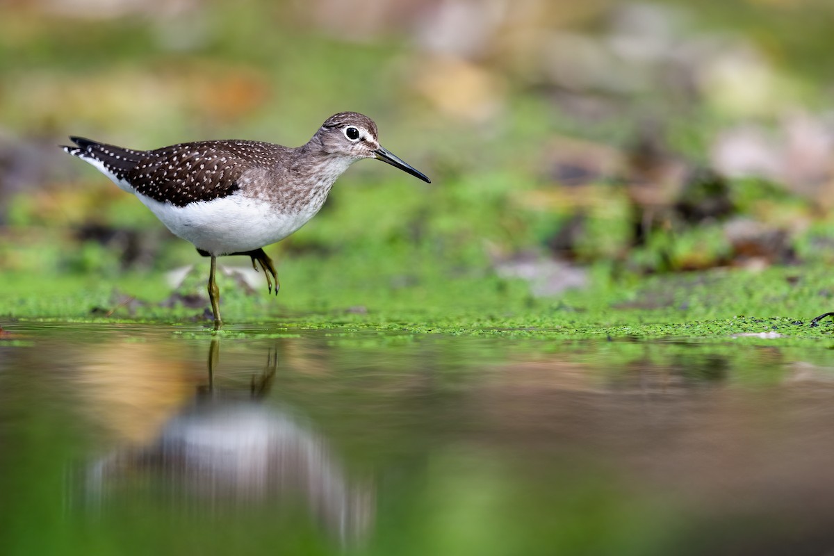 Solitary Sandpiper - ML269837481