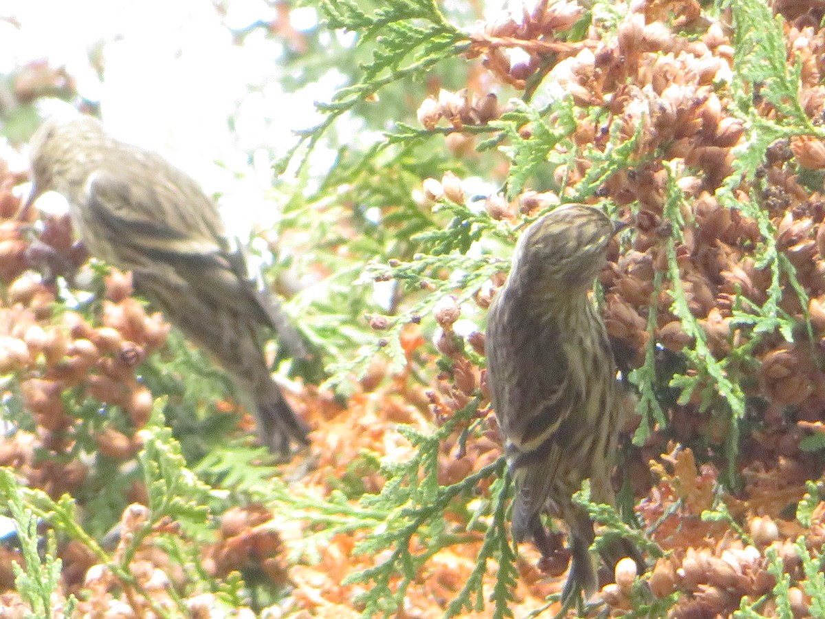 Pine Siskin - ML269838041