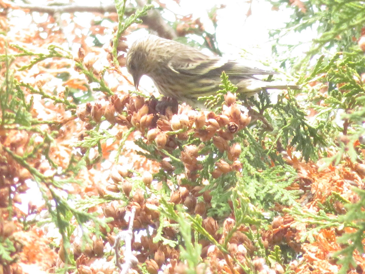 Pine Siskin - ML269838051