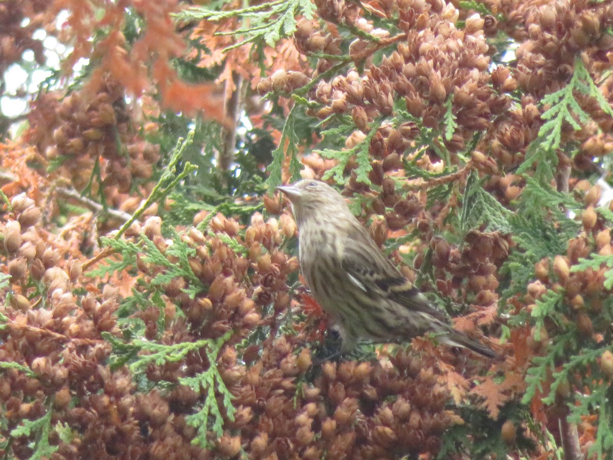 Pine Siskin - ML269838061