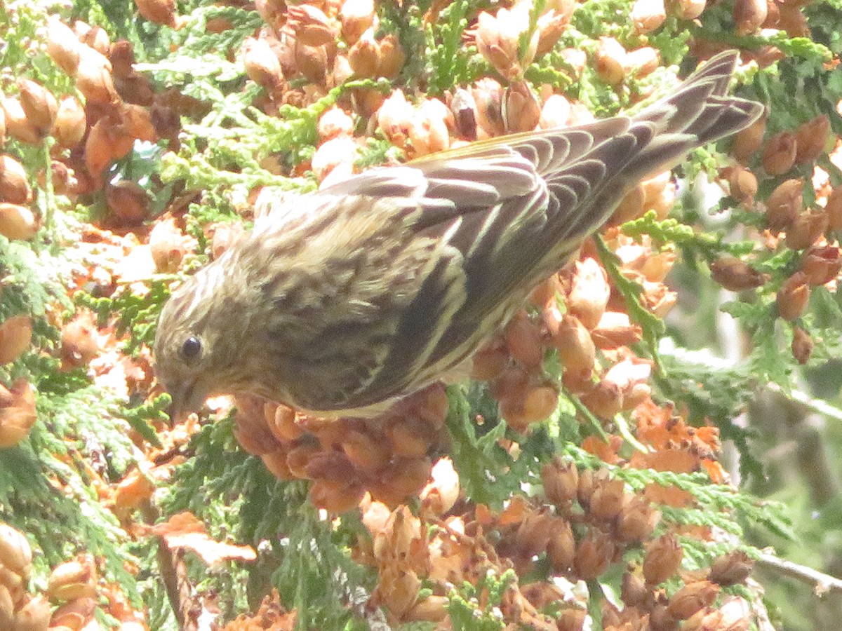 Pine Siskin - ML269838071