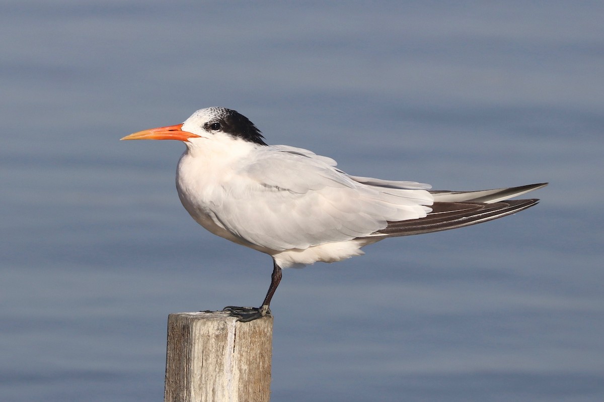 Elegant Tern - ML269839081