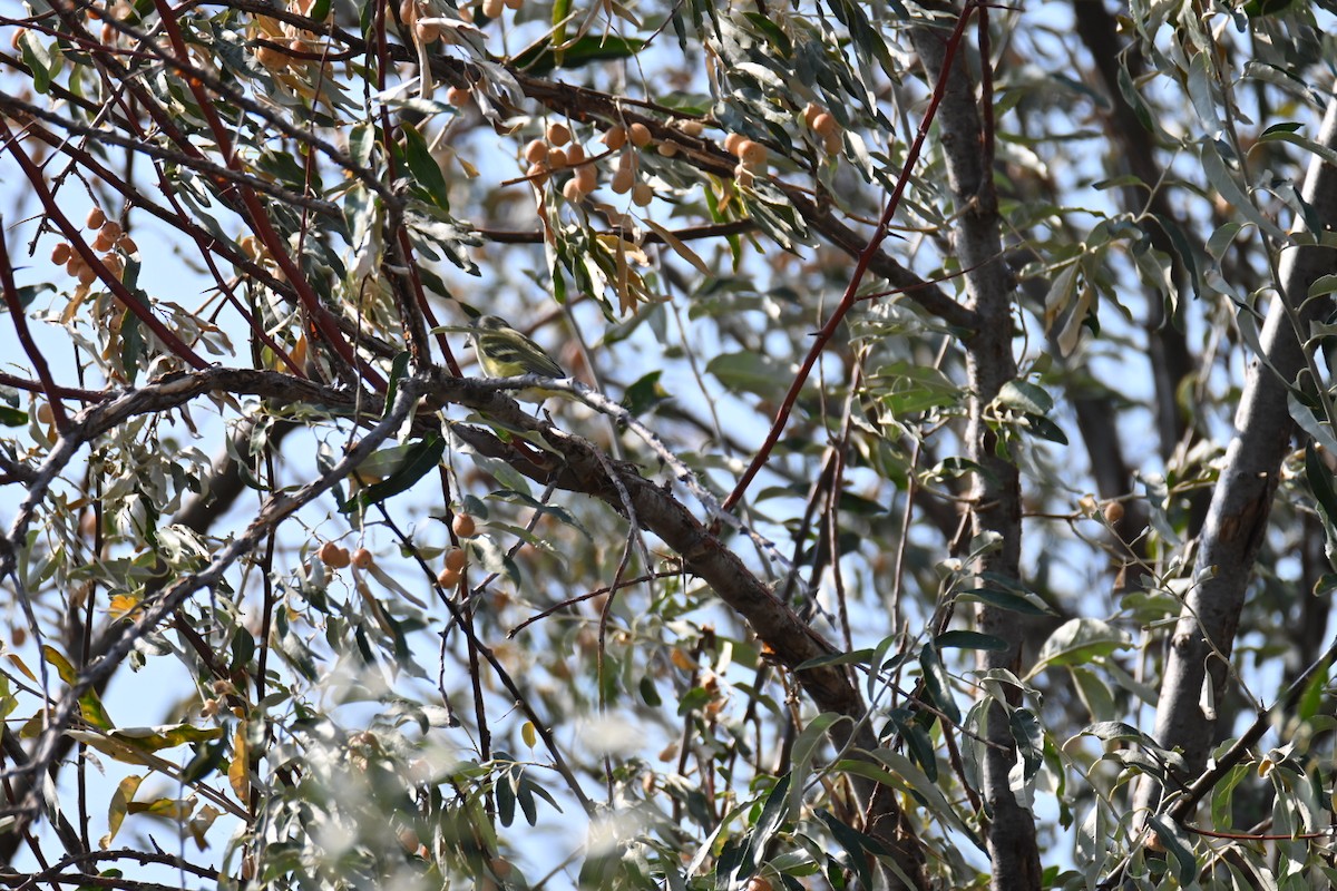 Blue-headed Vireo - ML269839201