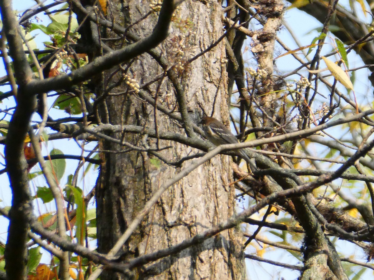 Yellow-rumped Warbler - ML269842551