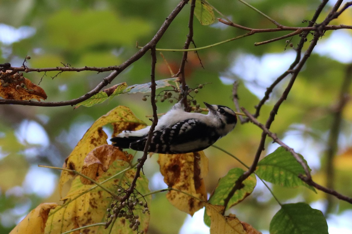 Downy Woodpecker - ML269842791