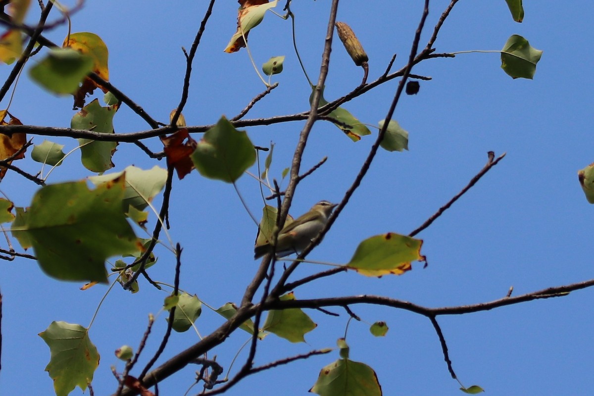 Red-eyed Vireo - Steven Bruenjes