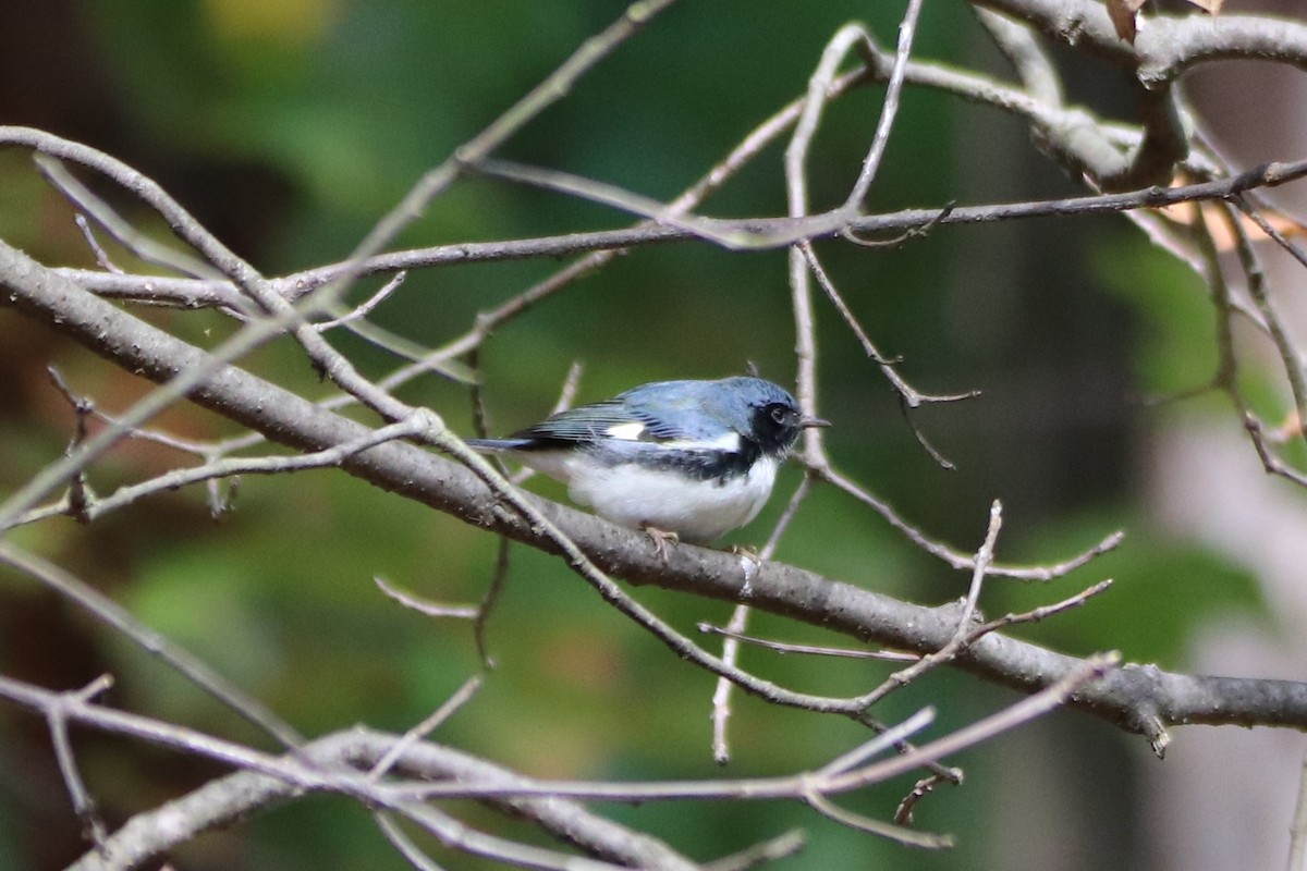 Black-throated Blue Warbler - ML269843181