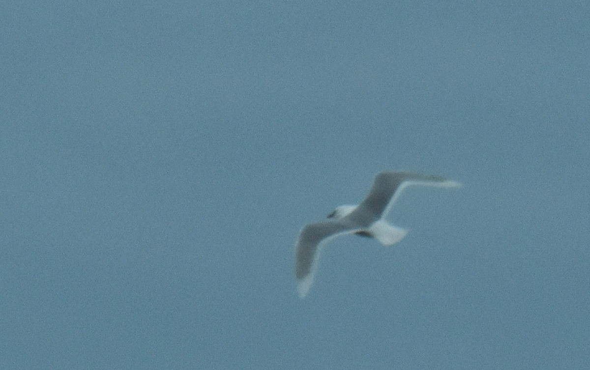 Iceland Gull (kumlieni/glaucoides) - ML26984321