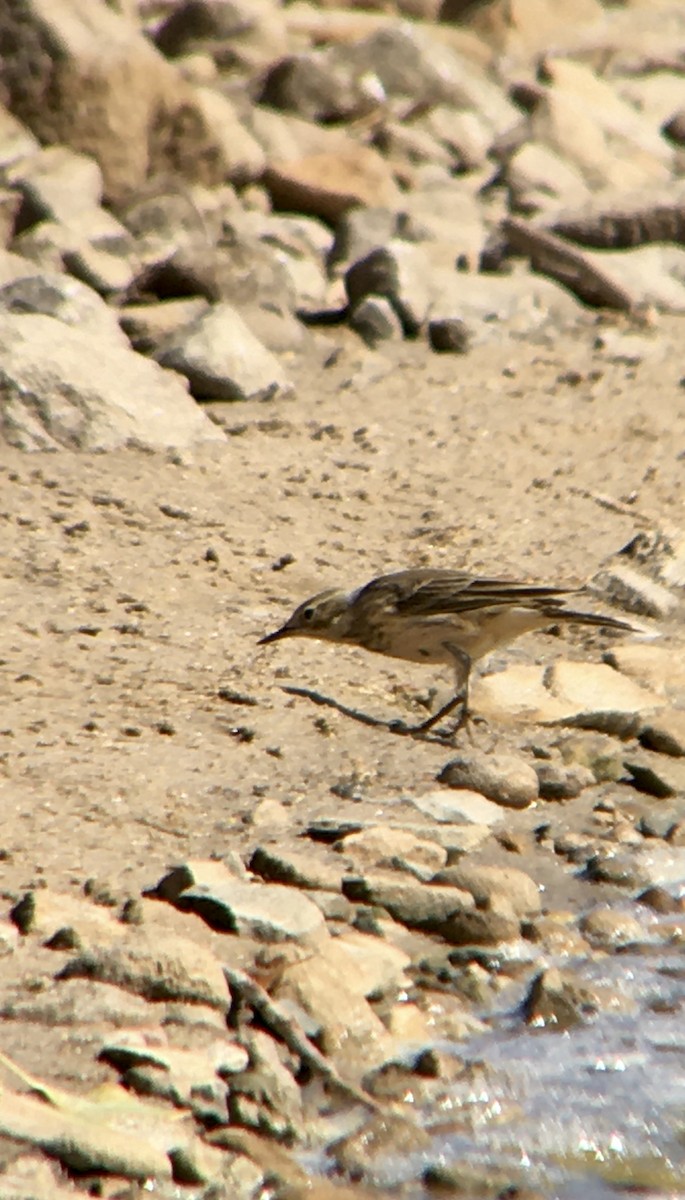 American Pipit - ML269847251