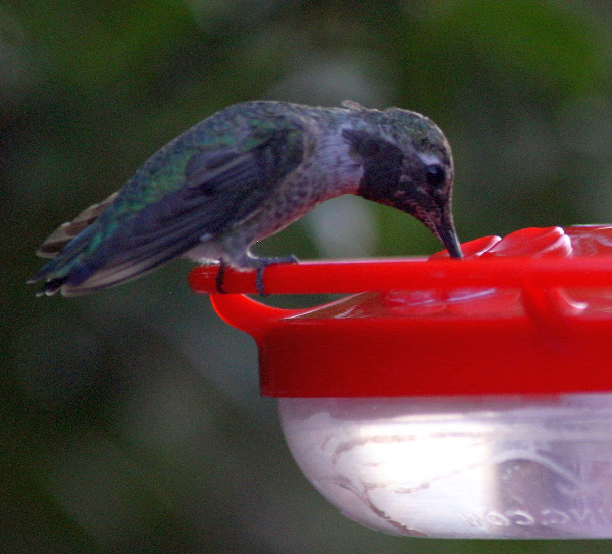 Costa's Hummingbird - ML269847661