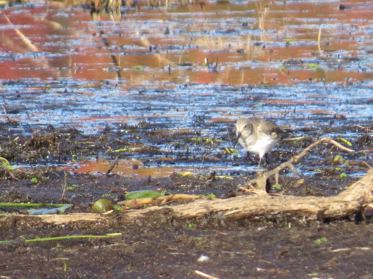 Dunlin - ML269847891