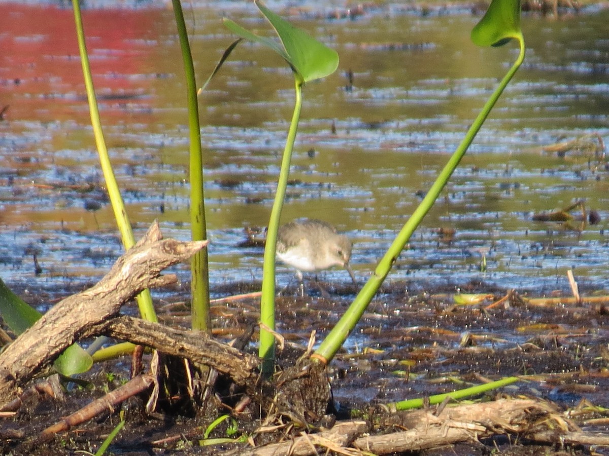 Dunlin - ML269848001