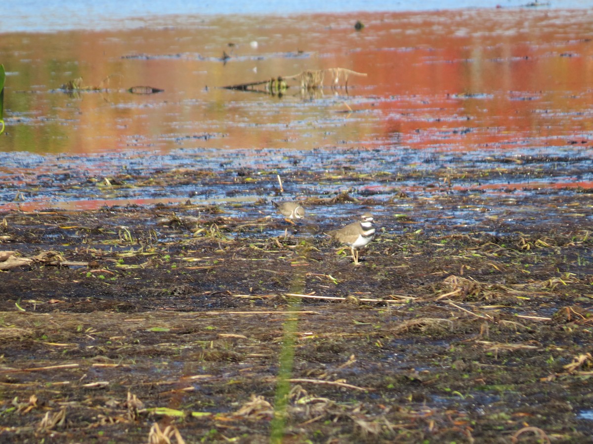 Semipalmated Plover - ML269848041