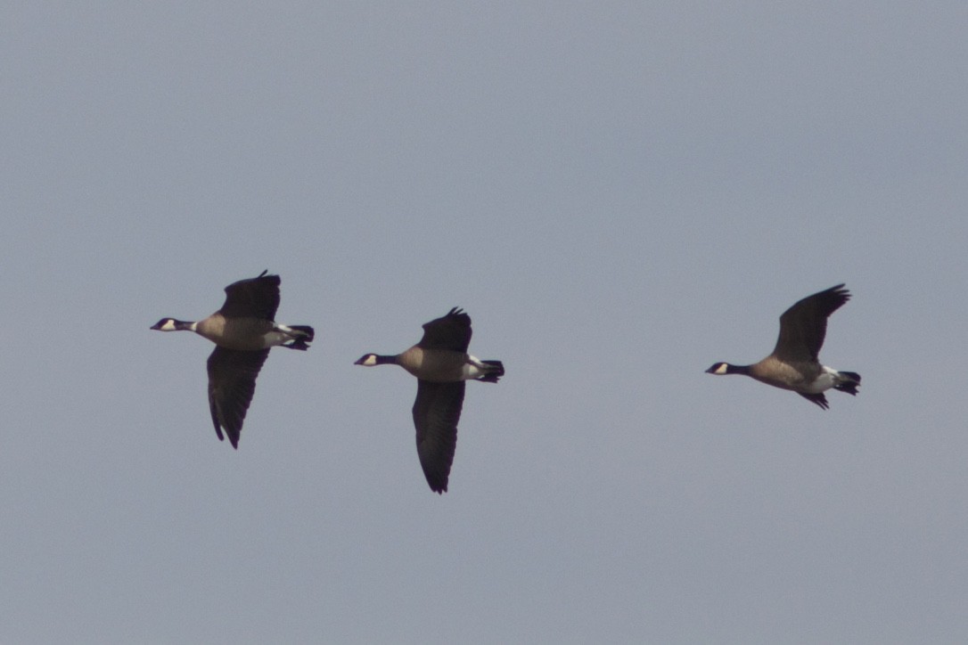 Cackling Goose (minima) - Jon Isacoff