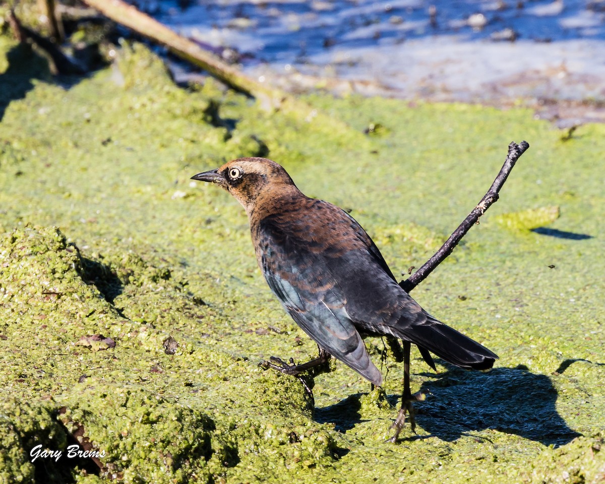 Rusty Blackbird - ML269848981